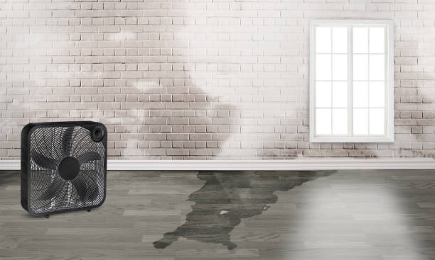 Best Professional water damage repair  in Green Valley, SD